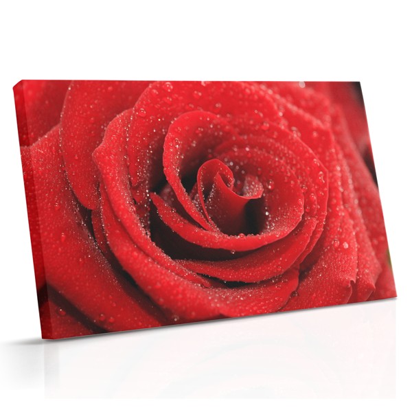 Une fleur de rose couverte de gouttelettes d'eau fraîche, les pétales rendus en tons rose pâle et crème
