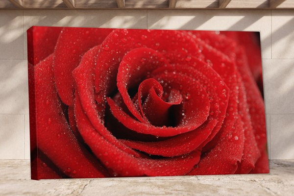 Impression sur Toile Rose avec Gouttes de Rosée - au mur dans un intérieur
