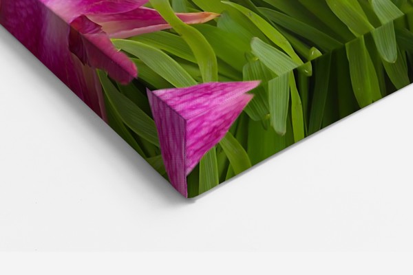 Orchid and Butterfly Canvas Print - on the wall in a room interior