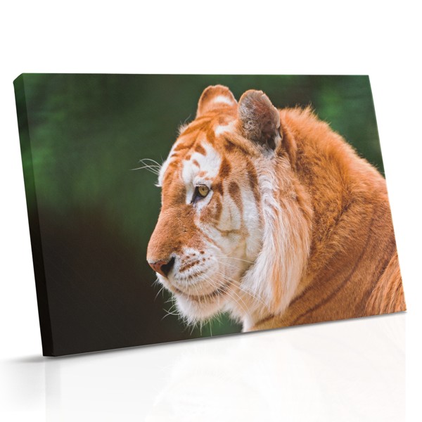 Een close-up tijgerportret met amberkleurige ogen, rijke oranje vacht en gedurfde zwarte strepen