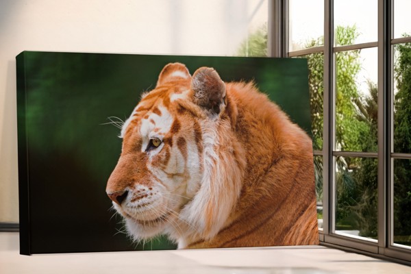 Tijgerportret Canvas Print - aan de muur in een interieur
