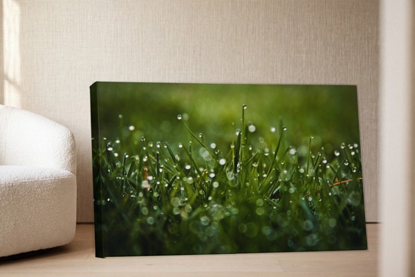 Σταγόνες Δροσιάς σε Πράσινο Λιβάδι Canvas Print - στον τοίχο σε εσωτερικό χώρο