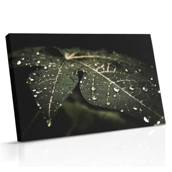 Rain Drops on Green Leaf Canvas Print
