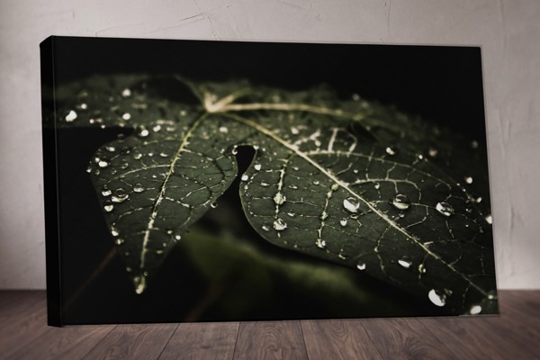 Rain Drops on Green Leaf Canvas Print - on the wall in a room interior