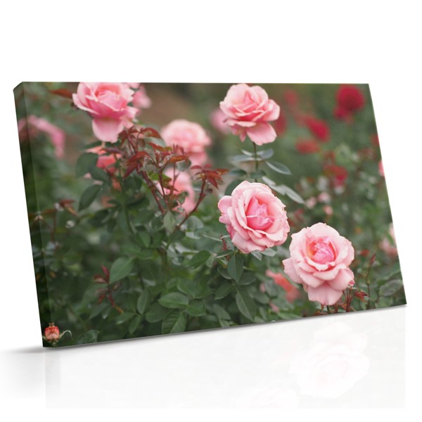 Rose mit Dornen Leinwanddruck