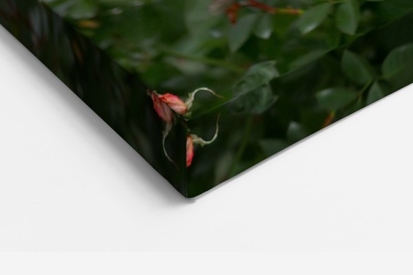 Stampa su Tela Rosa con Spine - alla parete in un interno