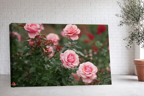 Stampa su Tela Rosa con Spine - alla parete in un interno