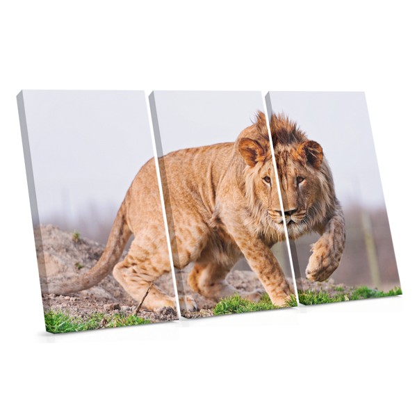 Lion Portrait Canvas Print