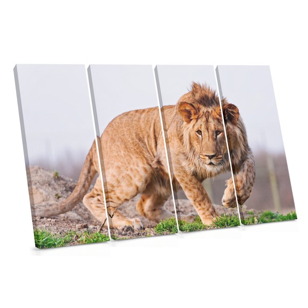 Lion Portrait Canvas Print