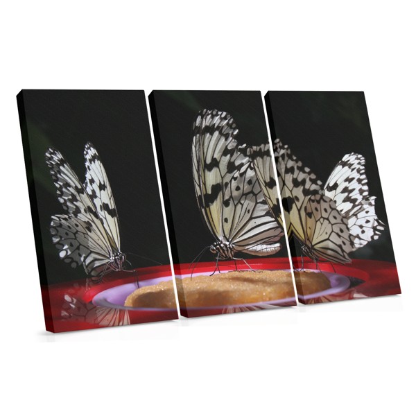 Butterfly at Night Canvas Print