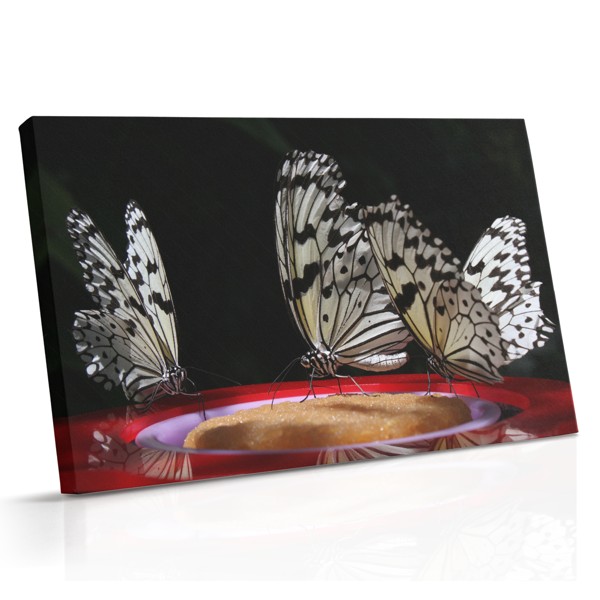 Butterfly at Night Canvas Print