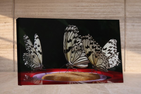 Butterfly at Night Canvas Print - on the wall in a room interior