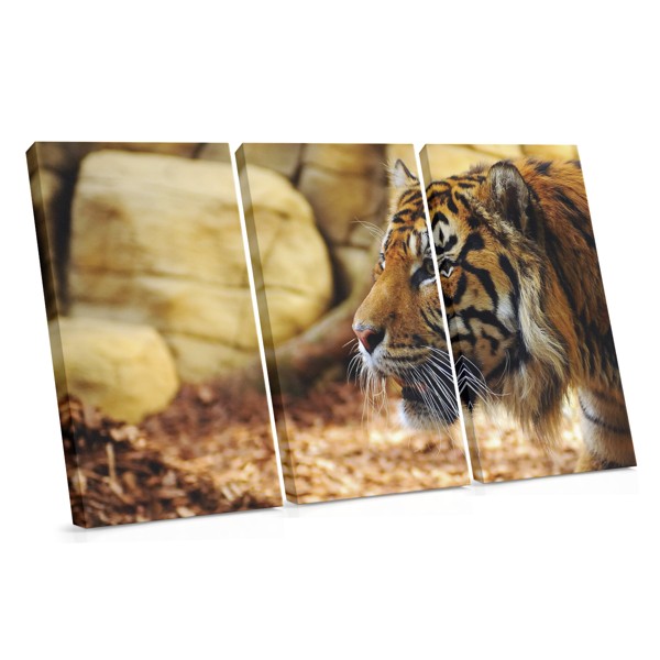 Tiger Resting on Rocks Canvas Print