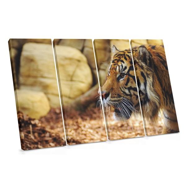 Tiger Resting on Rocks Canvas Print