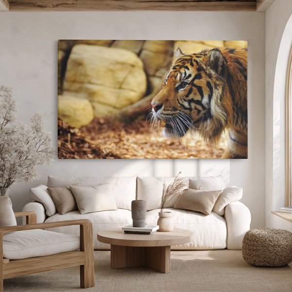 Tiger Resting on Rocks Canvas Print - on the wall in a room interior