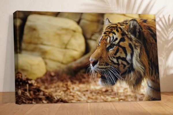Tiger Resting on Rocks Canvas Print - on the wall in a room interior