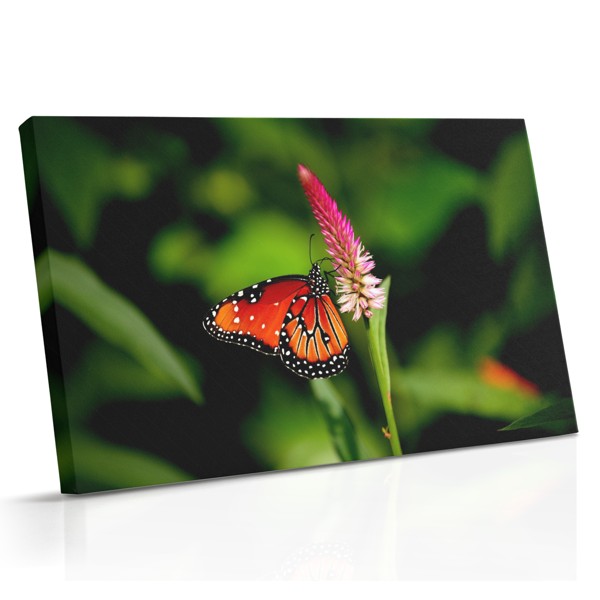 Un papillon blanc aux ailes bordées de noir repose sur un groupe de fleurs sauvages violettes