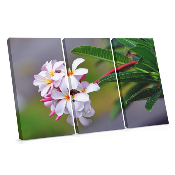 Frische weiße Plumeria-Blüten Leinwanddruck