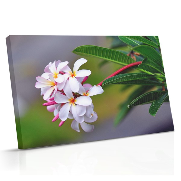 Impression sur Toile Fleurs de Plumeria Blanc Frais