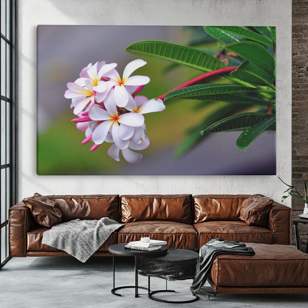 Värske valge plumeria lilled kanvaspilt - seinal toas