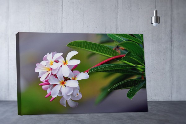Värske valge plumeria lilled kanvaspilt - seinal toas