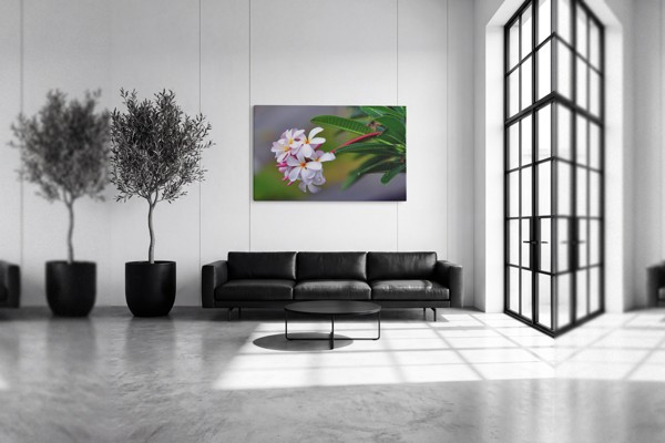 Värske valge plumeria lilled kanvaspilt - seinal toas