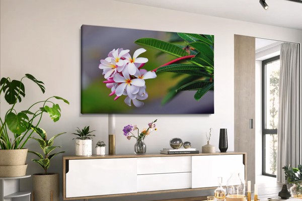 Värske valge plumeria lilled kanvaspilt - seinal toas