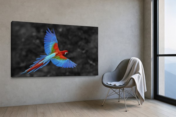 Lámina de Loro en Vuelo - en la pared de un interior