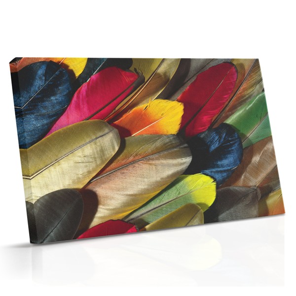 Peacock Feather Canvas Print - Iridescent Blue and Green