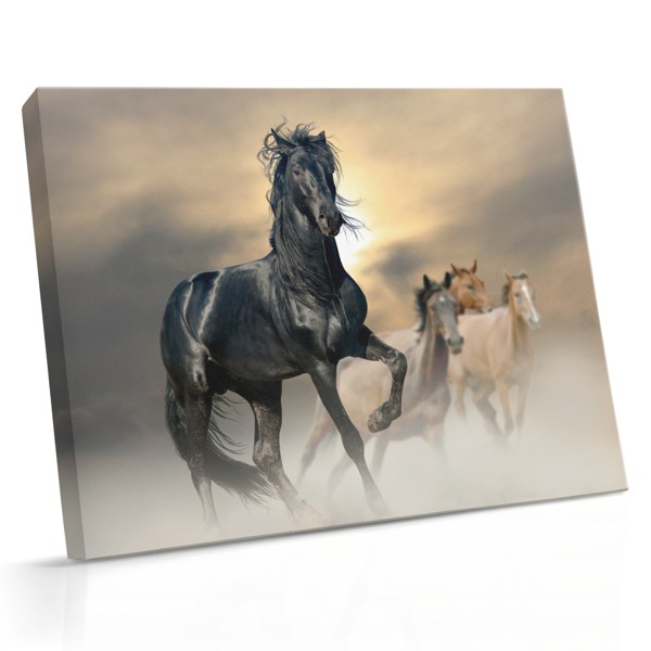 Wild Horse Portrait Canvas Print