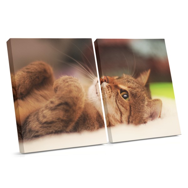 Lienzo Retrato de Gato Juguetón