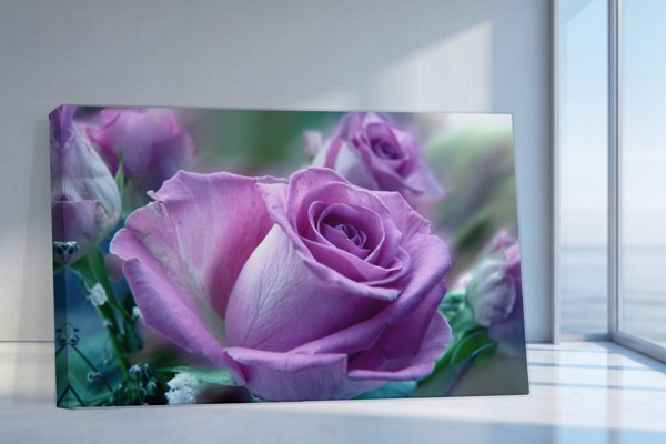 Sour Rose Canvas Print - Viena Ziedu uz Tumša Fona - uz sienas telpā