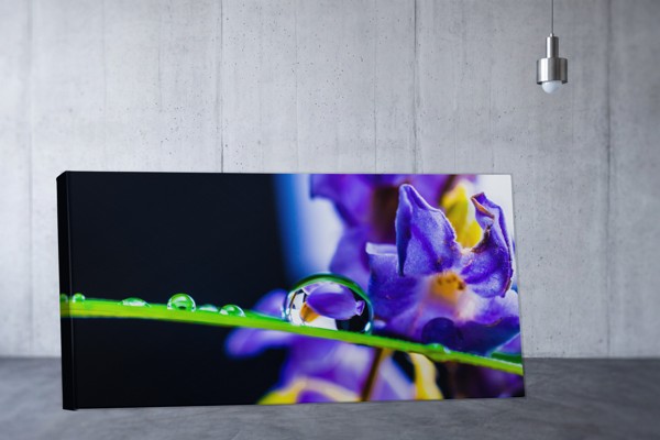 Sadevesipisarat kukankukilla Canvas Print - seinällä huoneessa