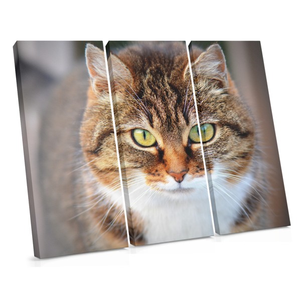 Retrato de Gato em Tela - Detalhe Próximo dos Olhos