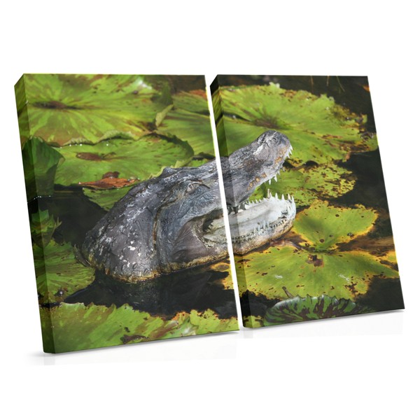 Krokodil Roofdier Canvas Print