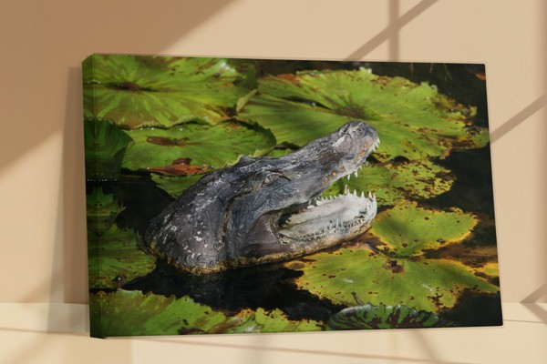 Impression sur Toile Crocodile Prédateur - au mur dans un intérieur