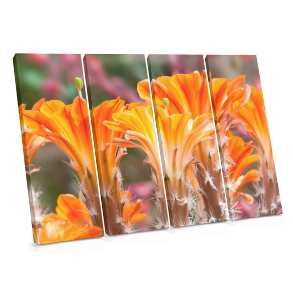 Tablou Canvas Floare de Cactus Roz