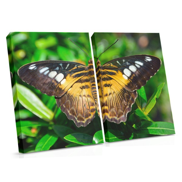 Schmetterling im Flug Leinwanddruck