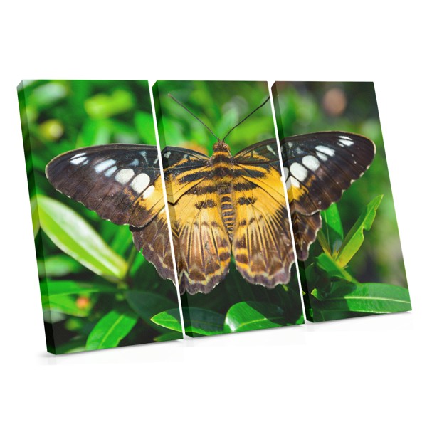 Papillon en Vol - Toile Imprimée