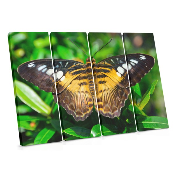 Papillon en Vol - Toile Imprimée