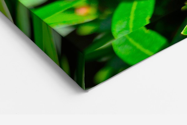 Tauriņš Lidojumā Audekla Prints - uz sienas telpā