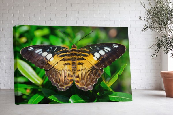 Tauriņš Lidojumā Audekla Prints - uz sienas telpā