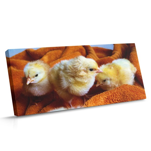 Chick in Eggshell Canvas Print