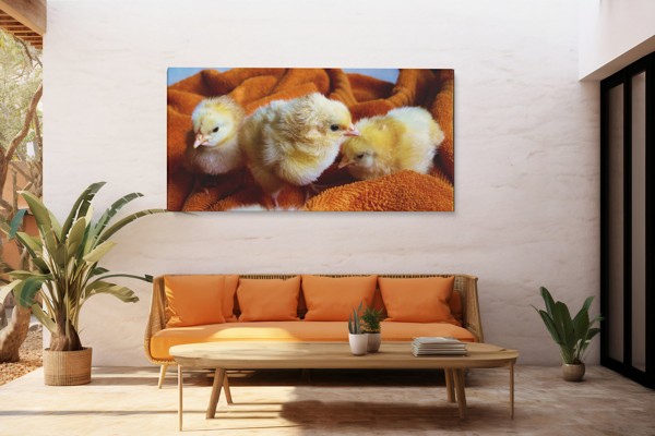 Kanariini munal Canvas Print - seinal toas