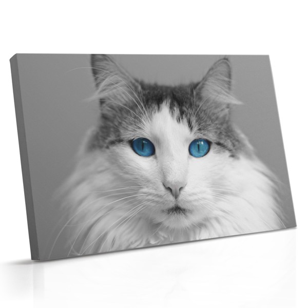 Tableau Toile Portrait de Chat - Regard Intense