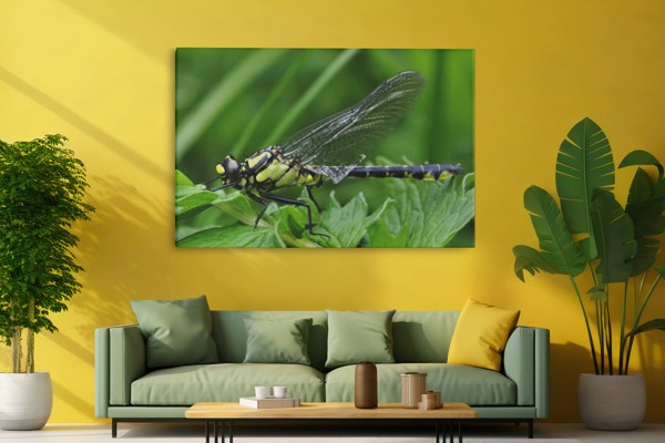 Impression sur Toile Libellule au-dessus de l'Eau - au mur dans un intérieur