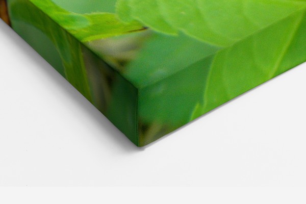 Butterfly on Flower Canvas Print - on the wall in a room interior