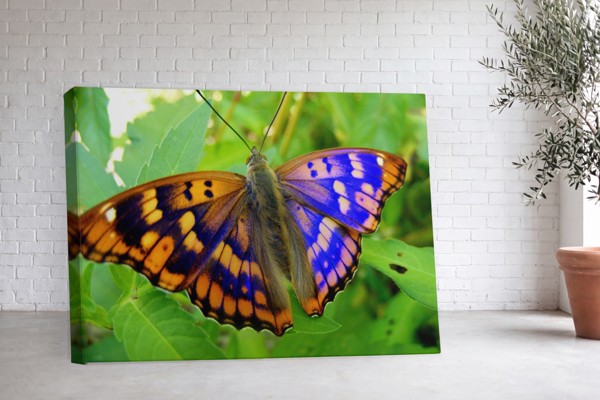 Butterfly on Flower Canvas Print - on the wall in a room interior