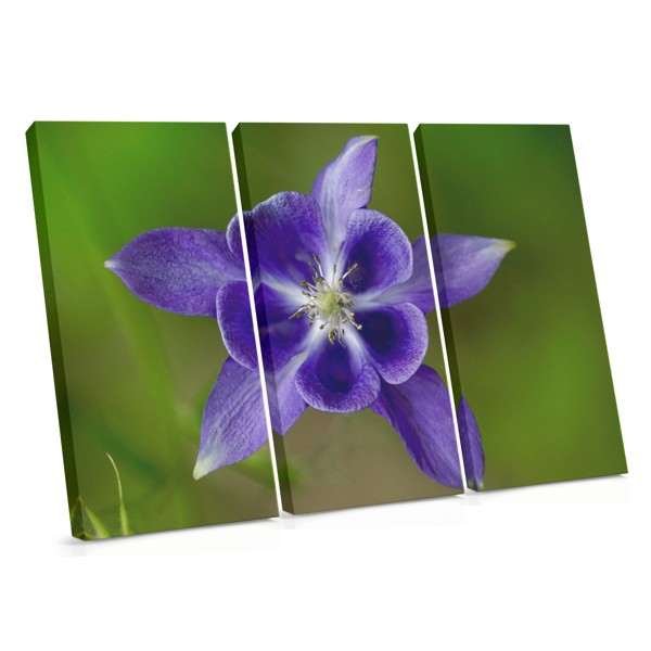 Impression sur Toile Fleurs de Jardin en Gros Plan
