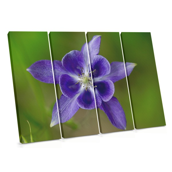 Impression sur Toile Fleurs de Jardin en Gros Plan